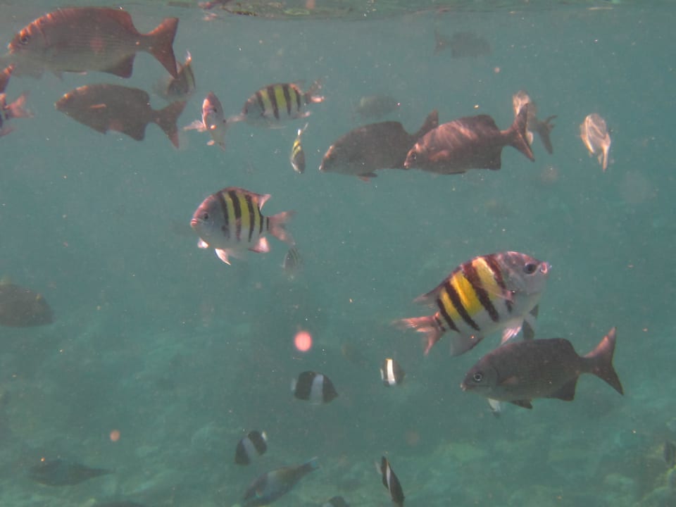Fische Kuramathi Maldives