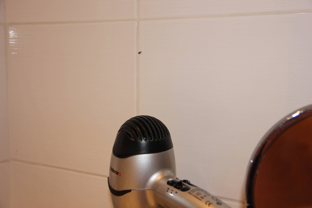 Tote Mücke an der Wand  Sandy Beach Resort