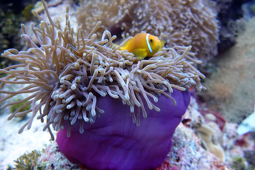 Tauchen auf den Malediven ROBINSON MALDIVES