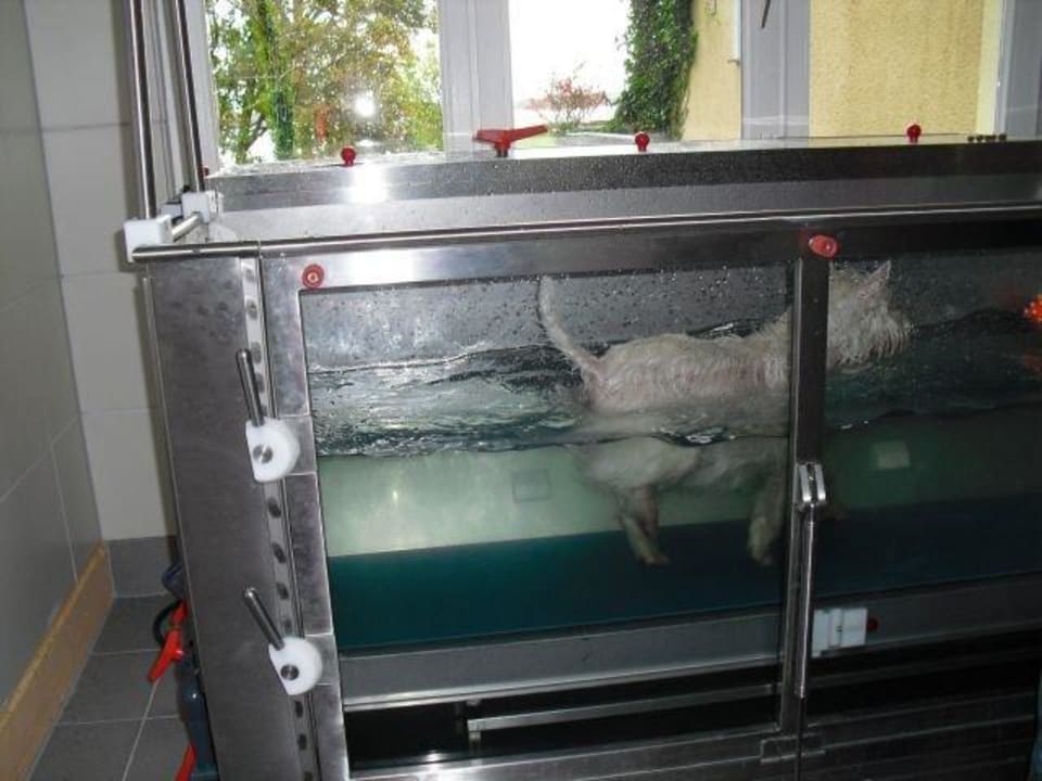 Unterwasserlaufband für Hunde Amy's Wohlfühlvilla