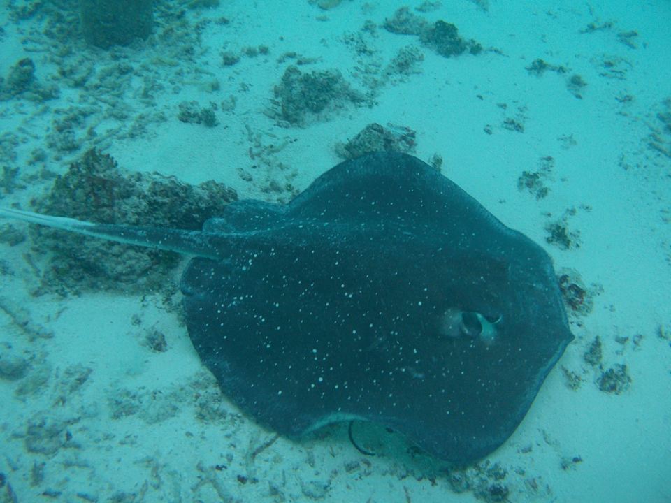 Direkt vor unserer Haustür :-)  Meeru Maldives Resort Island