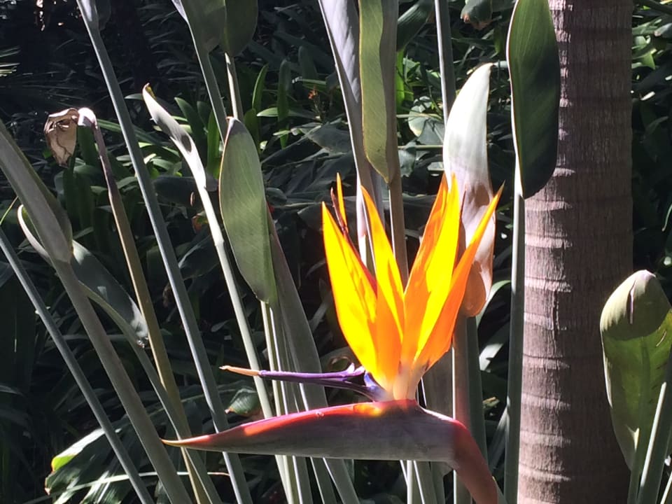 Gartenanlage Hotel Riu Madeira