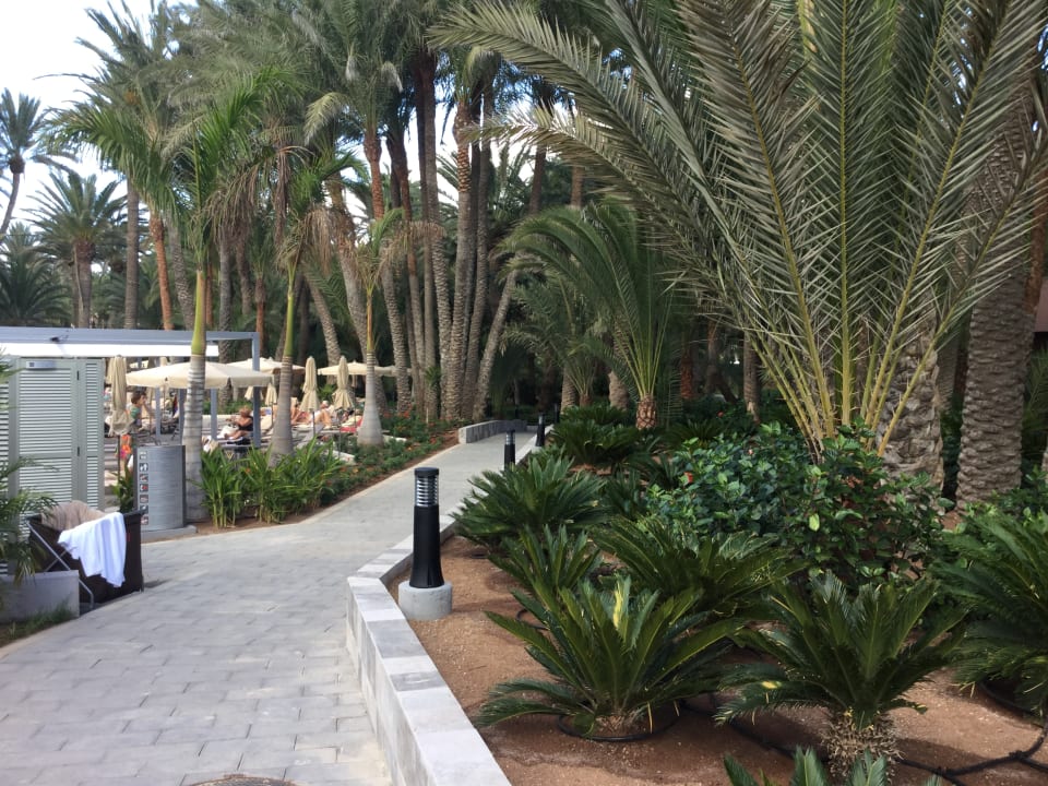 Gartenanlage Hotel Riu Palace Oasis