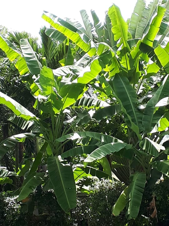 Gartenanlage Woodlands Hotel & Resort