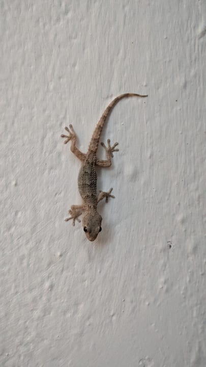 Gartenanlage allsun App.-Hotel Albatros