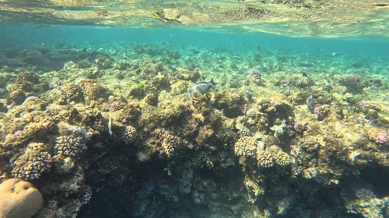 Strand Pickalbatros Sands Hotel - Port Ghalib