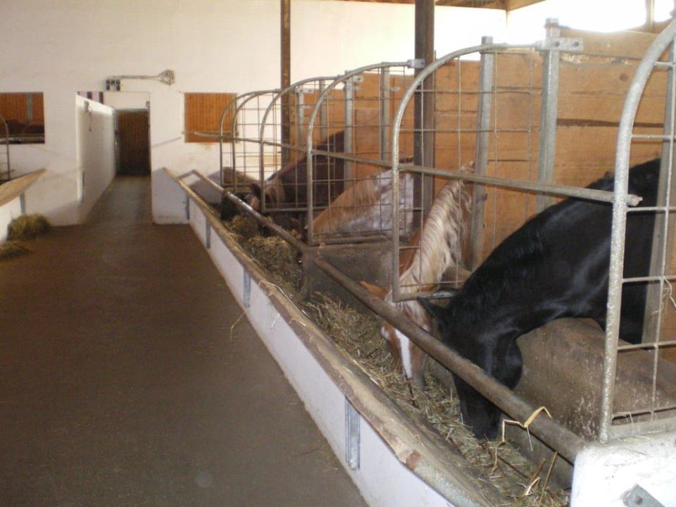 Ponys im Stall ULRICHSHOF Nature · Family · Design