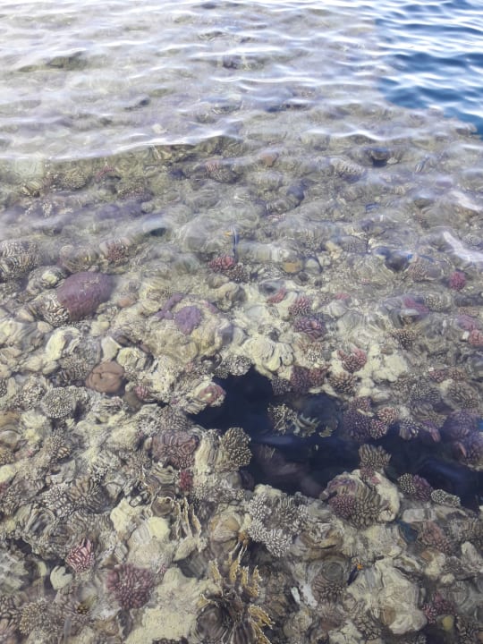 Strand Pickalbatros Palace Hotel-Port Ghalib