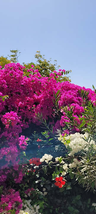 Gartenanlage Wadi Lahmy Azur Resort