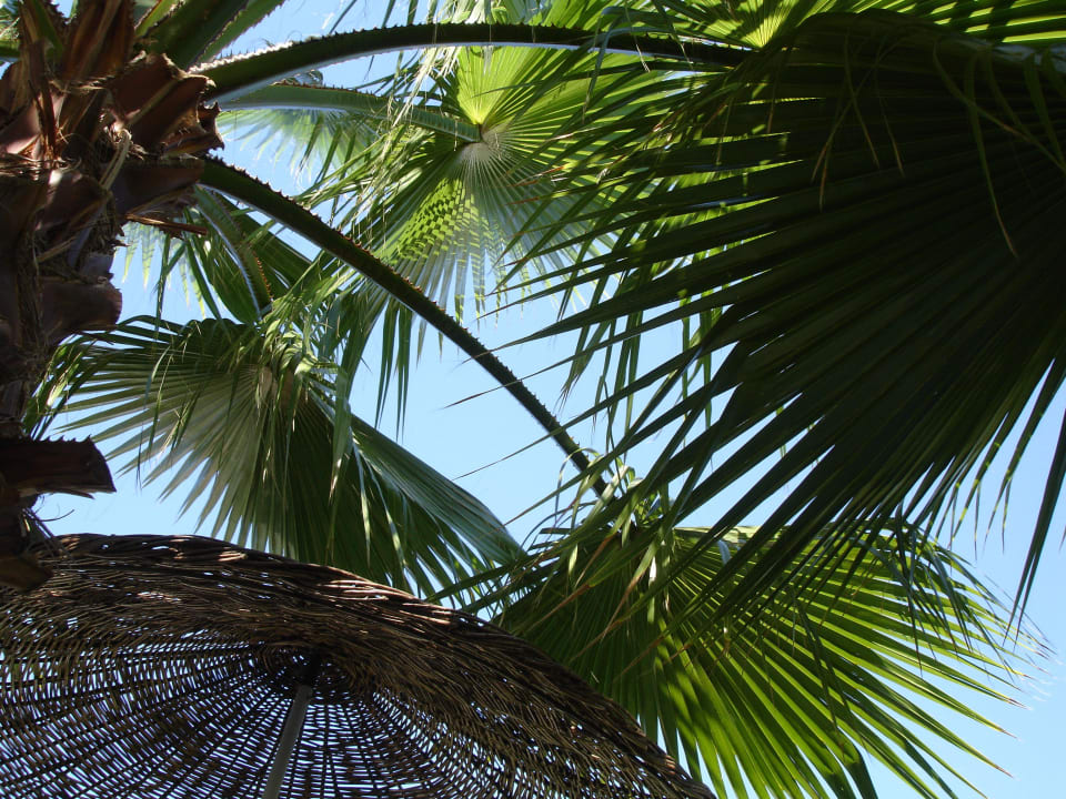 Relax unter Palmen Hotel Miramare Beach