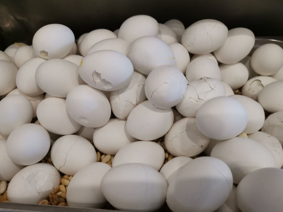 Gastro Brayka Bay Resort