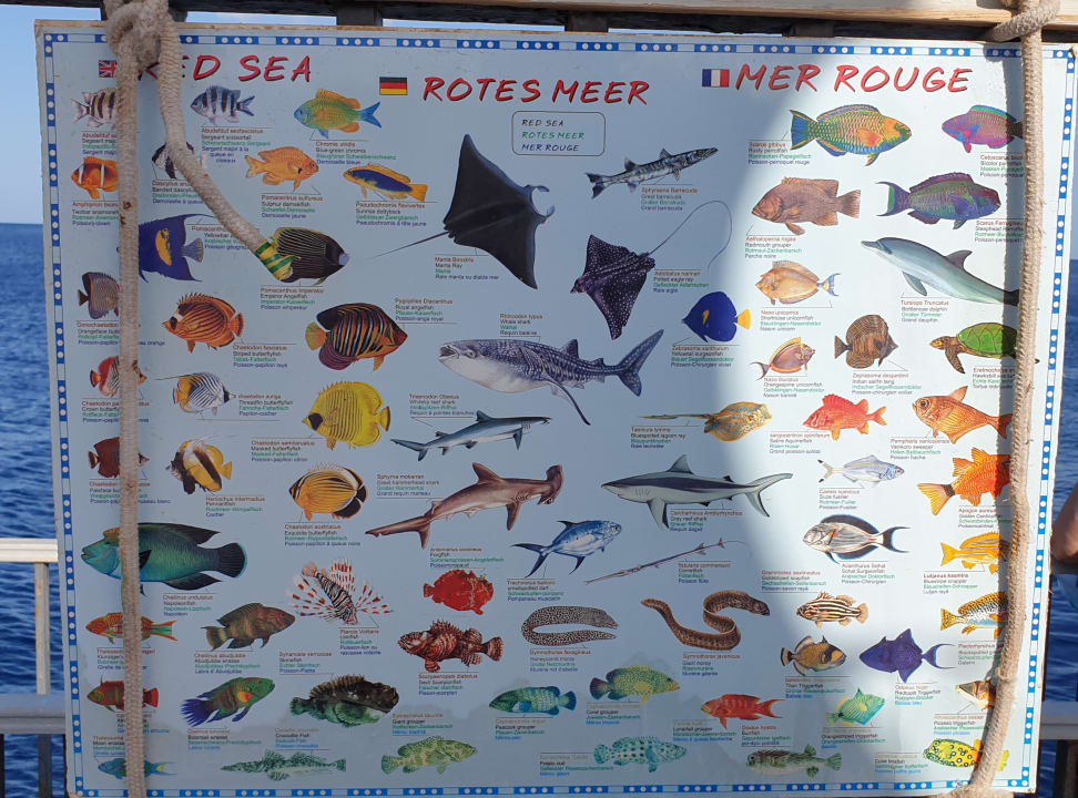 Strand Serenity Alpha Beach