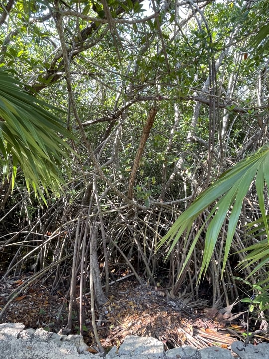 Gartenanlage Akumal Bay Beach & Wellness Resort