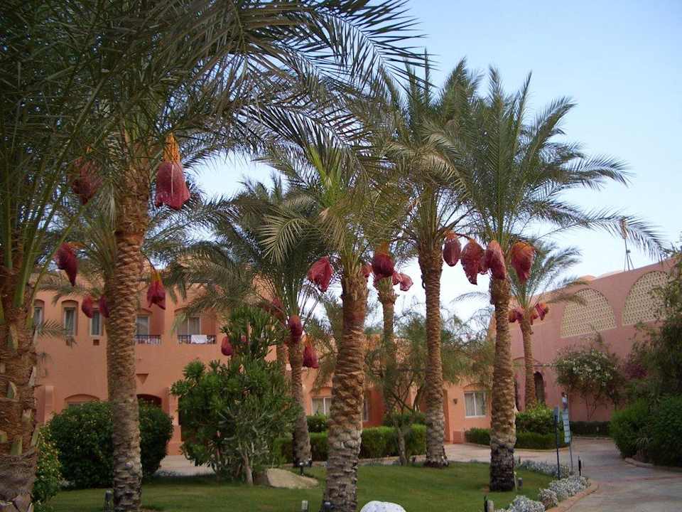 So siehts da überall aus Jaz Makadi Oasis Resort