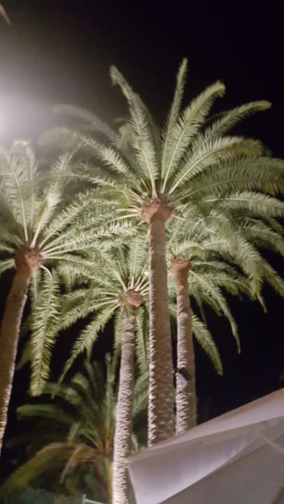 Gartenanlage Hotel Riu Palace Oasis