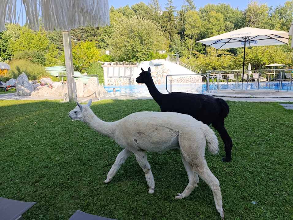 Gartenanlage Gartenhotel Moser