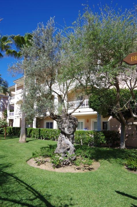Gartenanlage Alcudia Garden Aparthotel