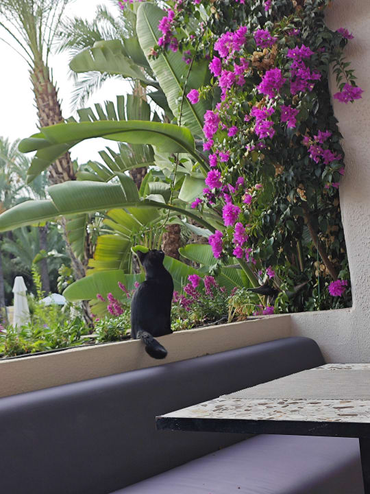 Gastro PALOMA Perissia