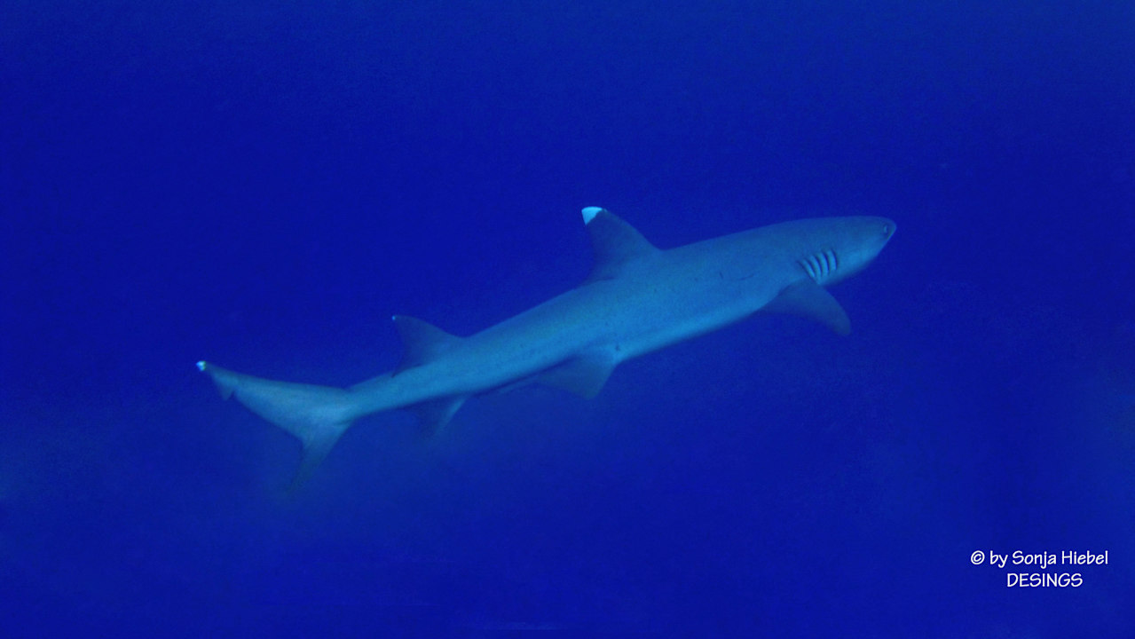 Unterwasser ananea Diamonds Athuruga