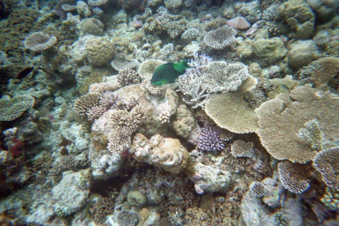 Korallen mit Papageienfisch Summer Island Maldives