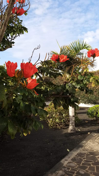 Gartenanlage allsun App.-Hotel Albatros