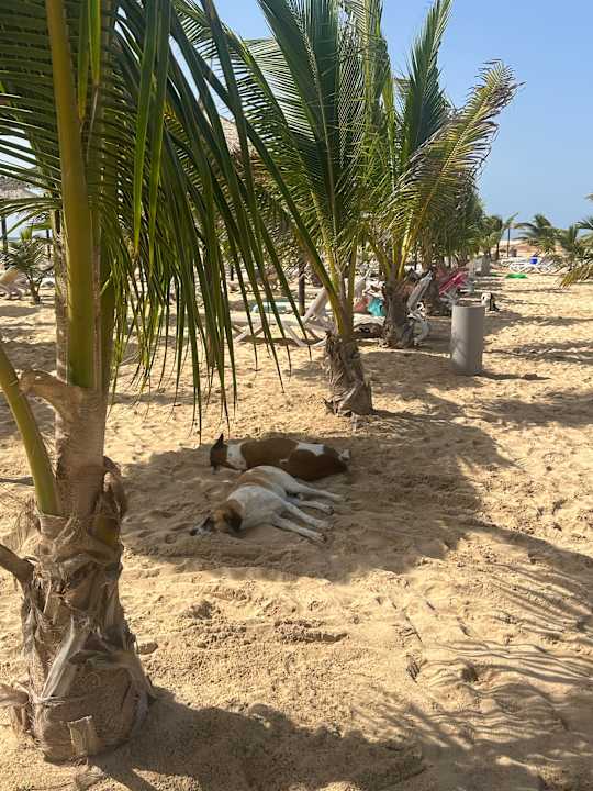 Strand Hotel Riu Palace Santa Maria