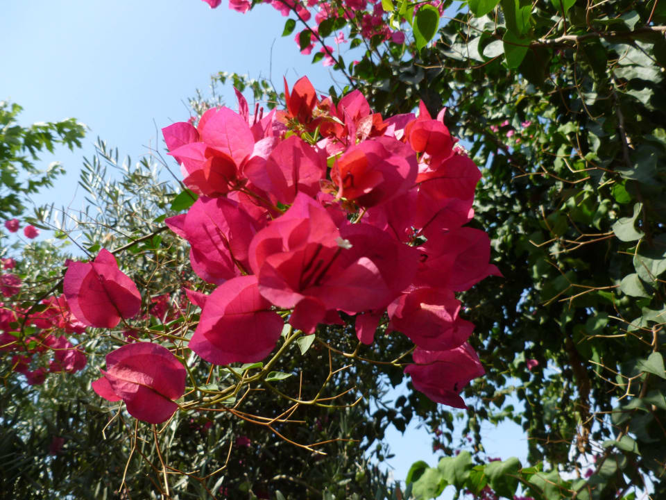 Schön Seaden Corolla Hotel