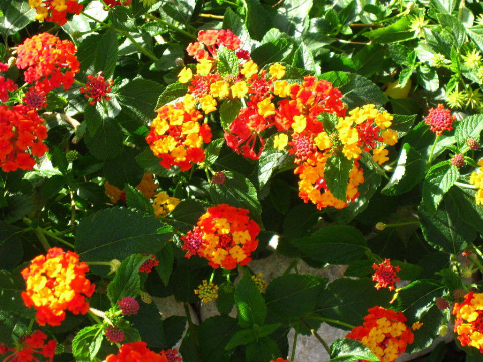 Wandelröschen Belek Beach Resort Hotel