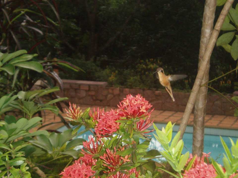 Wildlife Pousada Canto no Bosque