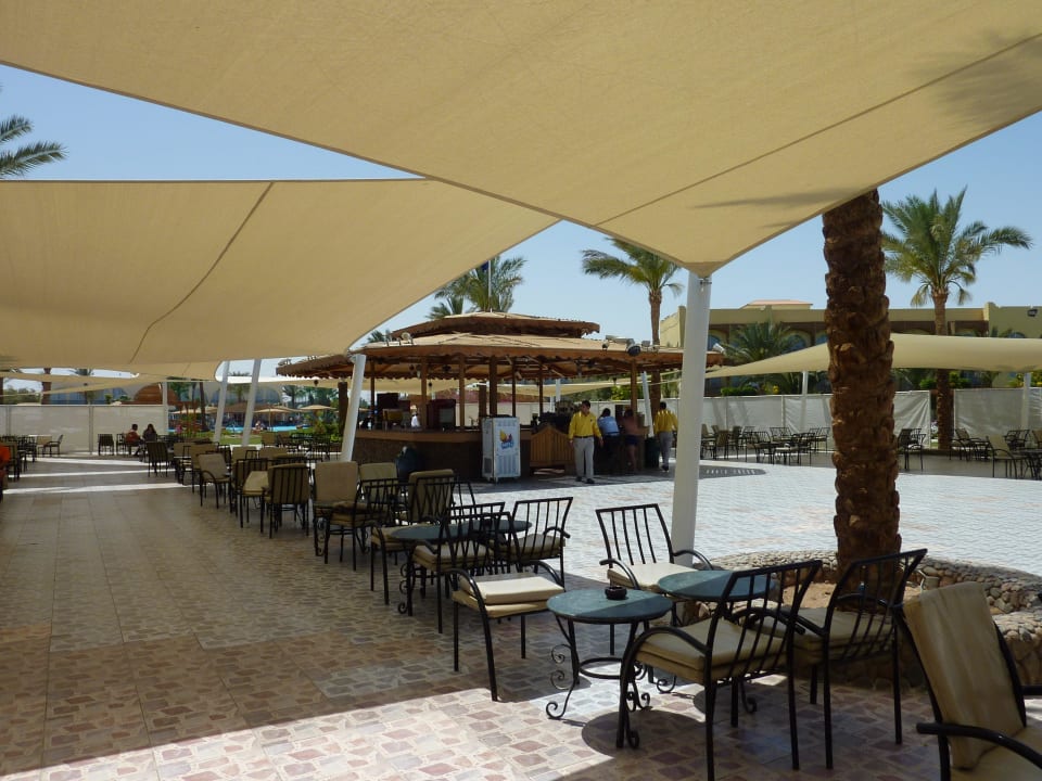 Sunsetbar Desert Rose