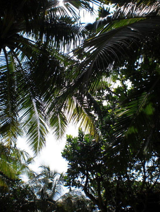 Blick gen Himmel - von unserer Liege Hotel Lanka Princess Ayurveda