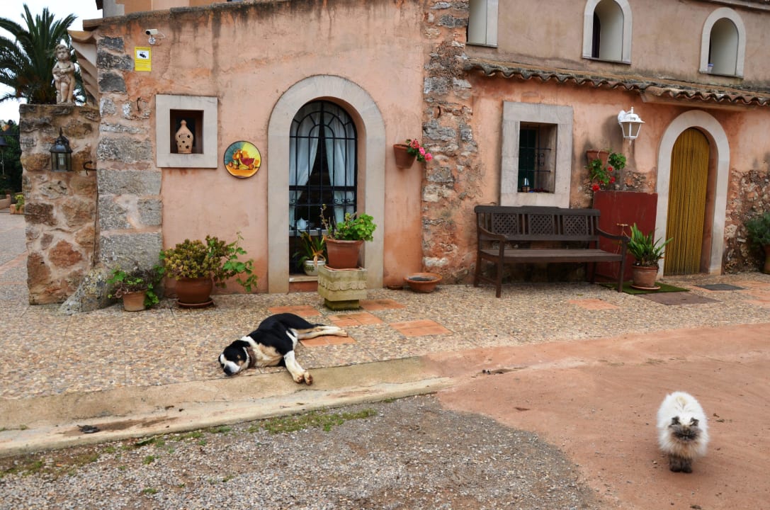 Perla und 13-jährige Perserkatze vor der Finca  Finca Son Marimon