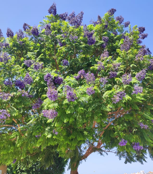 Gartenanlage Stella Beach Resort & Spa Makadi Bay