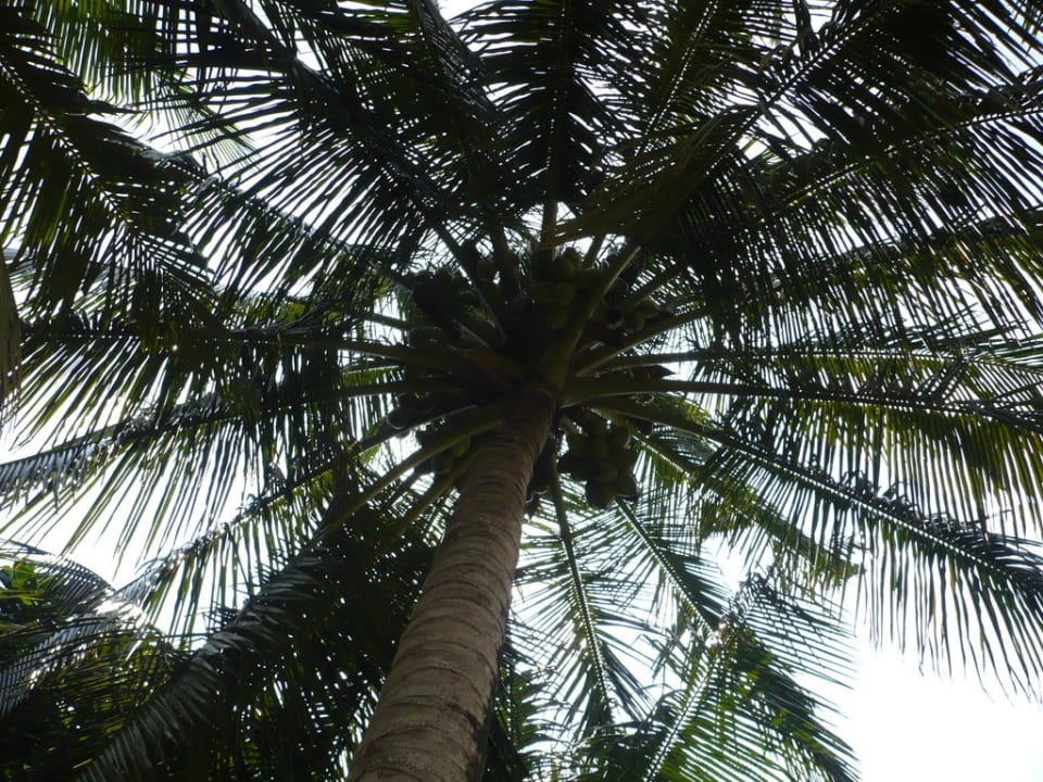 Blick nach oben Hotel Camelot Beach