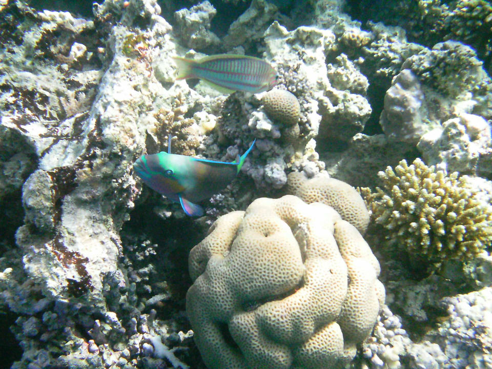 Unterwasserwelt Cleopatra Luxury Resort Makadi Bay