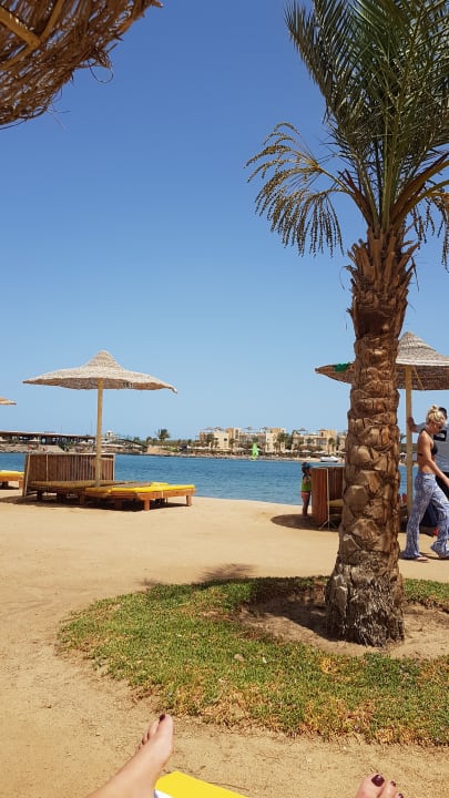 Blick am Meer Desert Rose