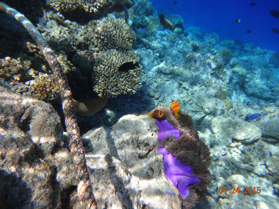 Clownfische Vilamendhoo Island Resort & Spa