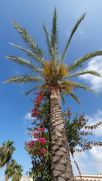 Gartenanlage Seaden Corolla Hotel