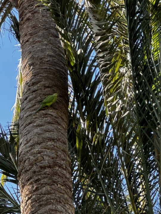 Gartenanlage Hotel Riu Palace Oasis