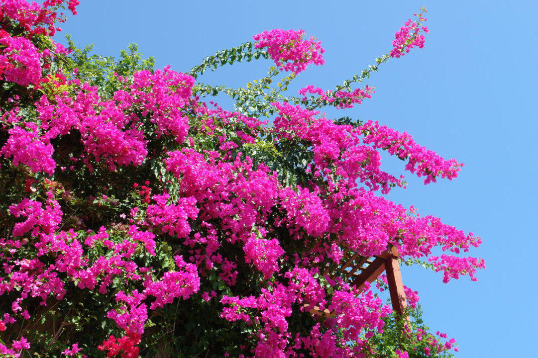 Blumen Grand Hotel Holiday Resort