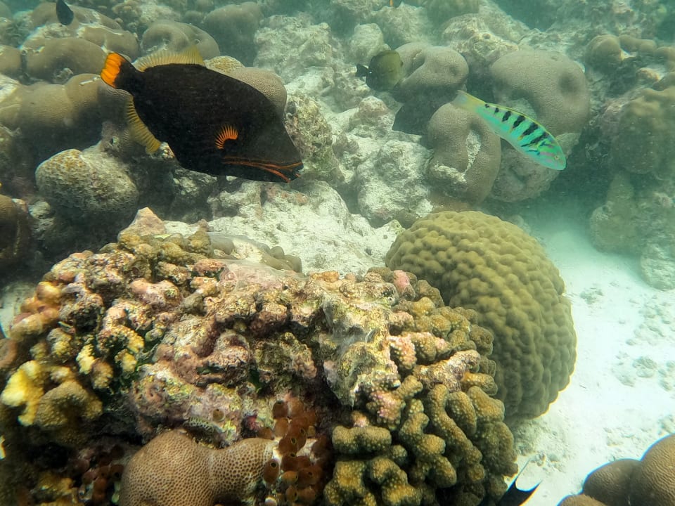 Sport & Freizeit Kihaa Maldives