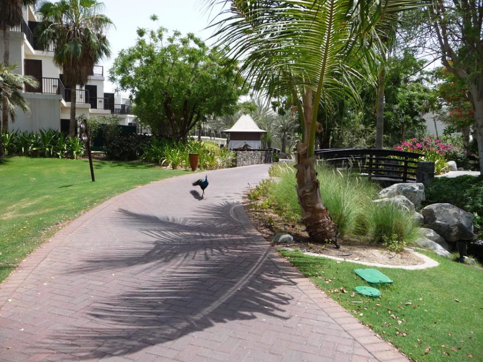 Gartenanlage JA Palm Tree Court