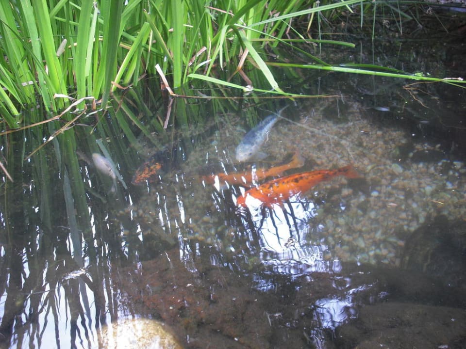 Gartenteich mit Koi-Karpfen Hotel Lisetta