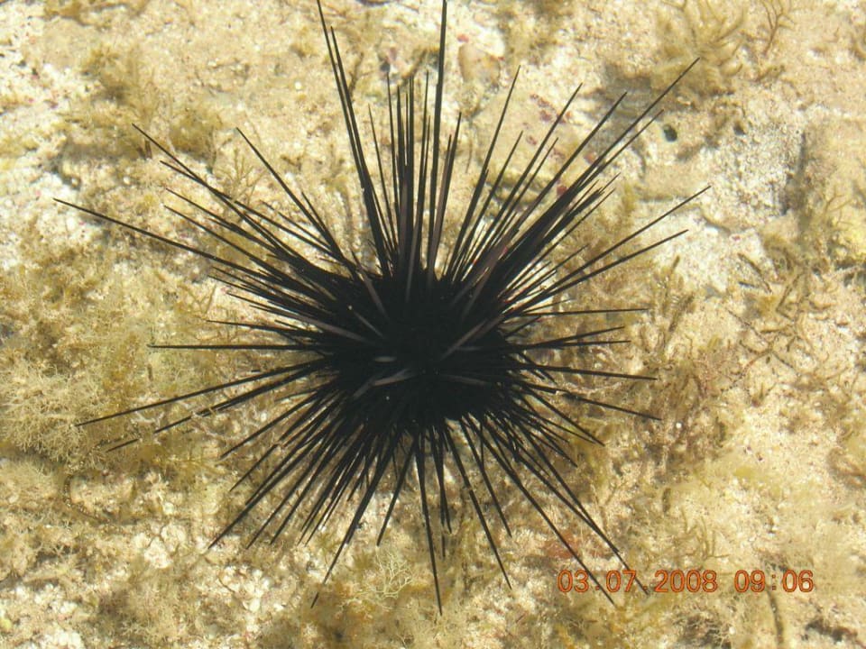 Gutes Schuhwerk im Knöcheltiefen Strandbereich Three Corners Sea Beach Resort