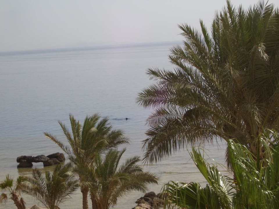 Ausblick Pickalbatros Citadel Resort