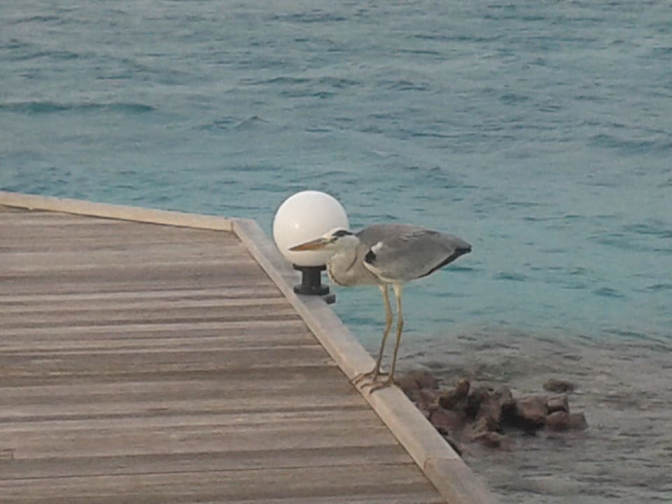 Mitbewohner auf der Insel Safari Island Maldives