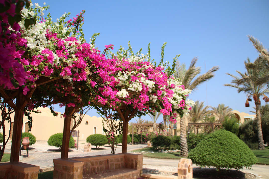 Blütenpracht Radisson Blu Resort, El Quseir