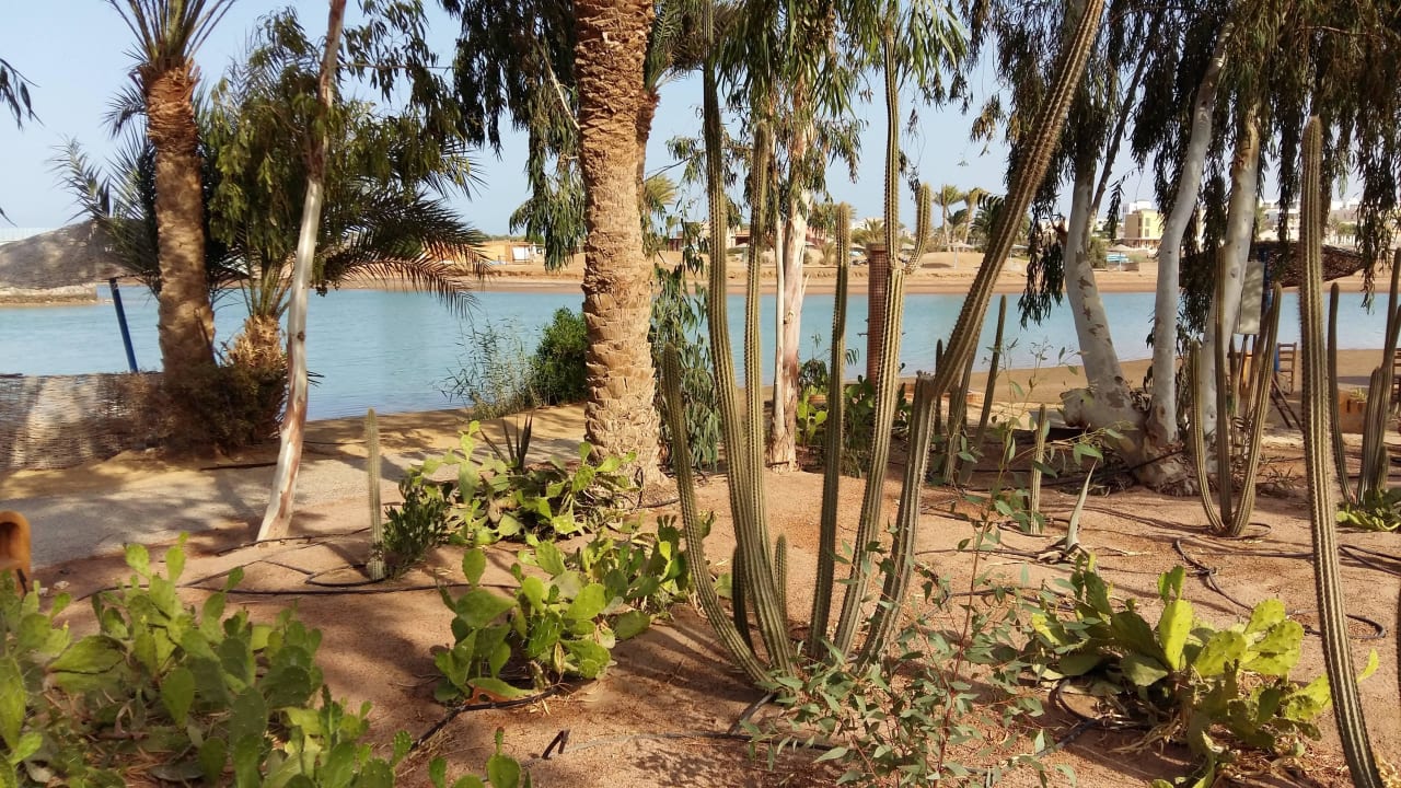 Wunderschön  Sheraton Miramar Resort El Gouna