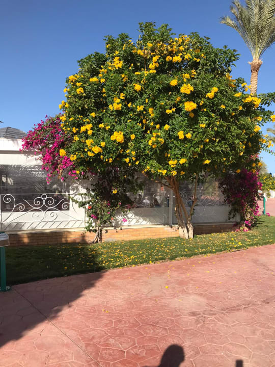 Gartenanlage Desert Rose
