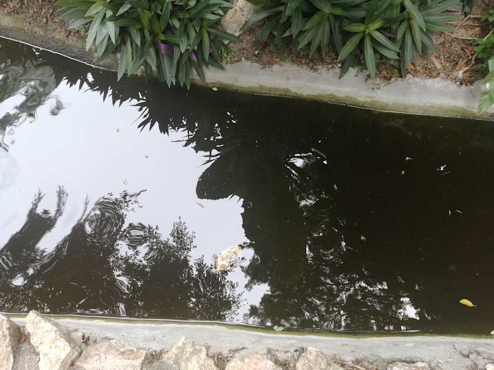 Gartenanlage Crystal Bay Yacht Club Beach Resort